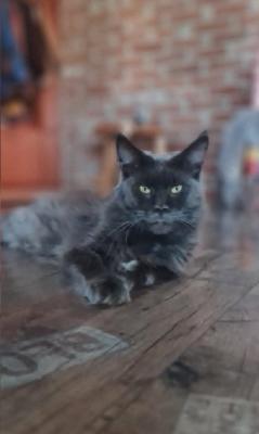 Maine-Coon-Kätzchen - Munchen Cats, Kittens