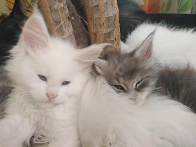 Maine-Coon-Kätzchen - Munchen Cats, Kittens