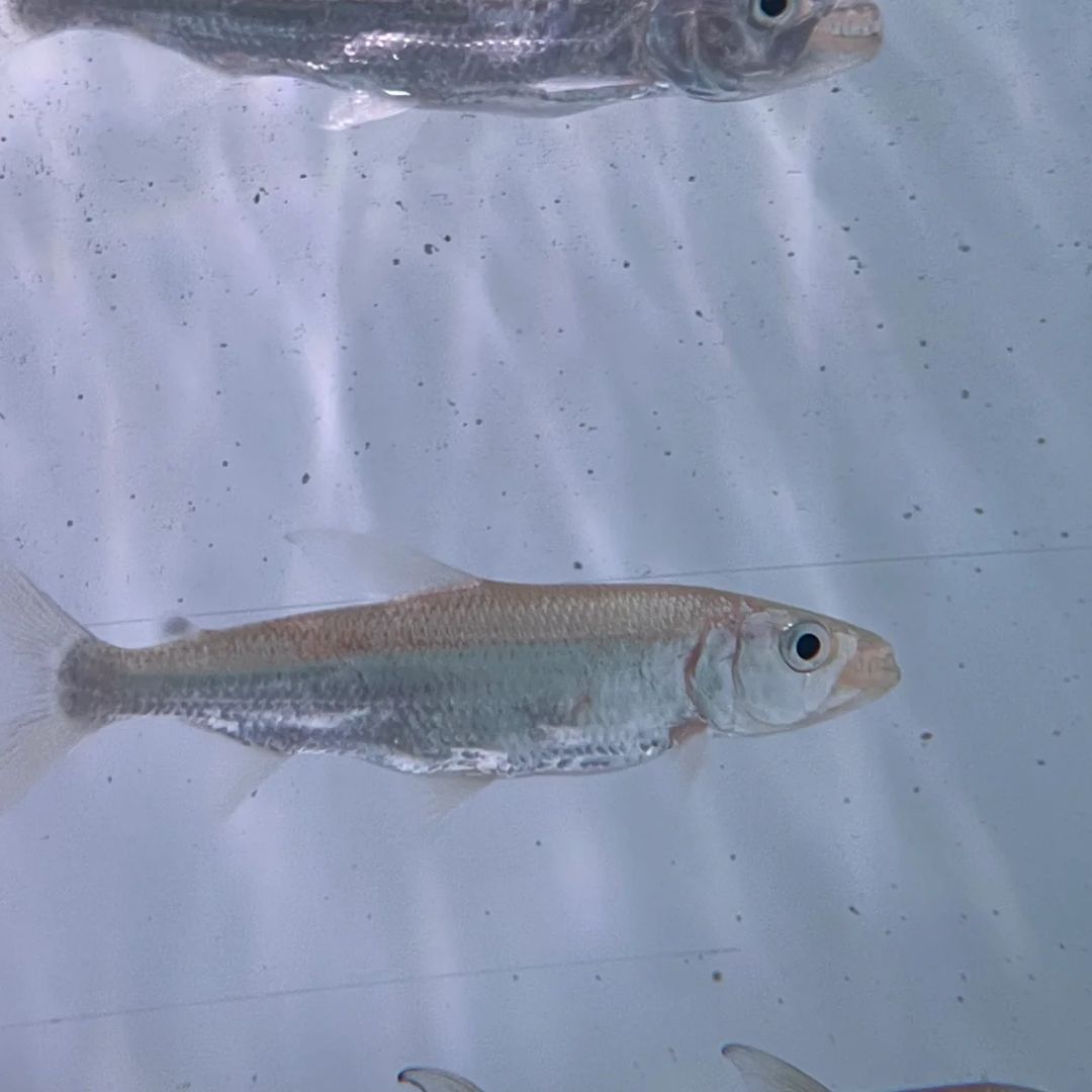 Tiger Scats For Sale  