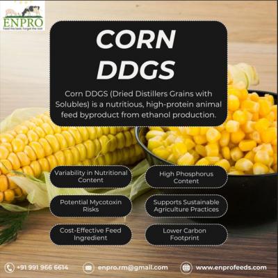 Benefits of Corn DDGS