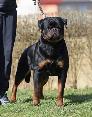 Rottweiler puppies - Vienna Dogs, Puppies