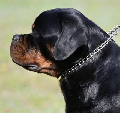 Rottweiler-Welpen - Zurich Dogs, Puppies
