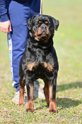Rottweiler-Welpen - Zurich Dogs, Puppies