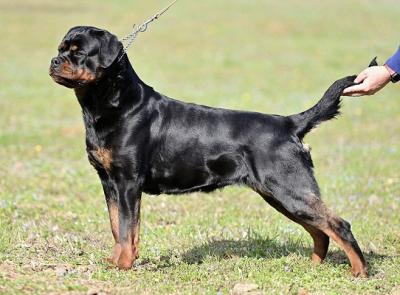 Rottweiler-Welpen - Zurich Dogs, Puppies