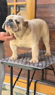 English bulldog, male - Vienna Dogs, Puppies
