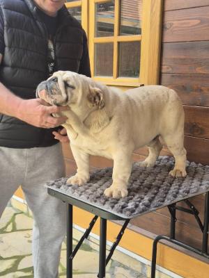 English bulldog, male - Vienna Dogs, Puppies
