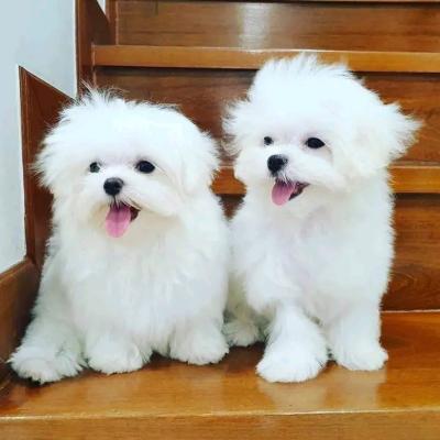 Beautiful Maltese puppies are ready  whatsapp +491636581323 - Lausanne Dogs, Puppies