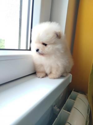Pomeranian spitz - Vienna Dogs, Puppies