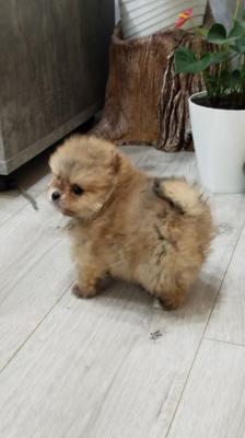 Pomeranian spitz - Vienna Dogs, Puppies