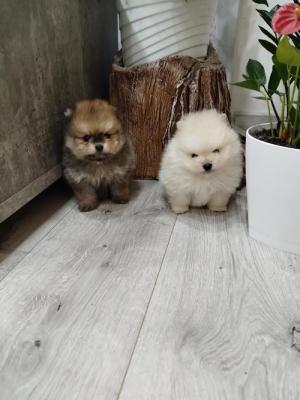 Pomeranian spitz - Vienna Dogs, Puppies