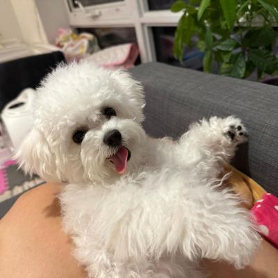 Bichon Frise Puppies  - Kuwait Region Dogs, Puppies