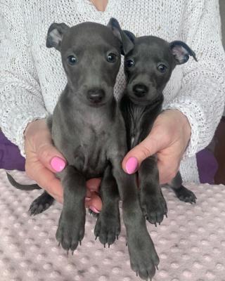   Italian Greyhound puppies - Kuwait Region Dogs, Puppies