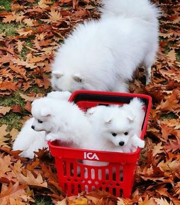  Japanese Spitz puppies - Kuwait Region Dogs, Puppies