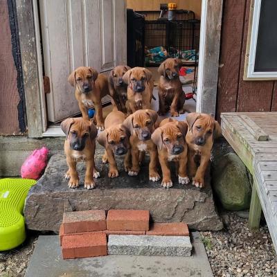   rhodesian ridgeback Puppies   - Kuwait Region Dogs, Puppies