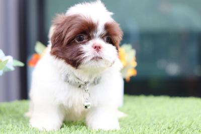  Shih Tzu Puppies    - Kuwait Region Dogs, Puppies