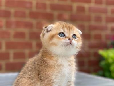   Scottish Fold Kittens   