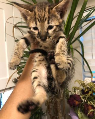  savannah kittens for re-homing  
