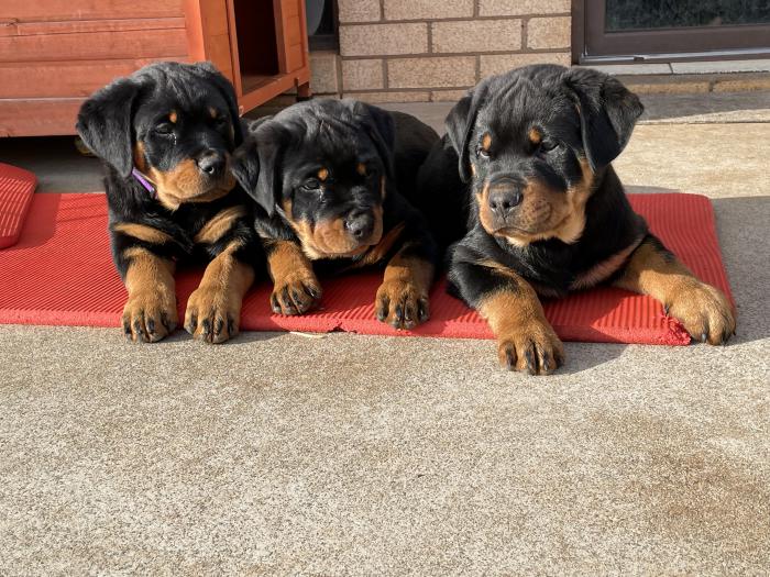  Rottweiler Puppies Available  - Kuwait Region Dogs, Puppies