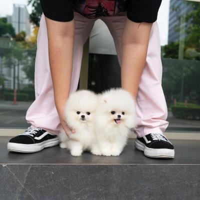    Teacup Pomeranian Puppies    - Kuwait Region Dogs, Puppies