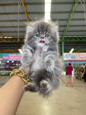   Persian kittens Available    - Kuwait Region Cats, Kittens