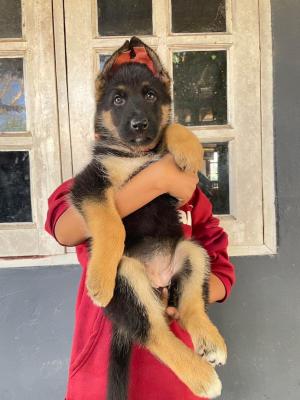  German Shepherd Puppies    - Kuwait Region Dogs, Puppies