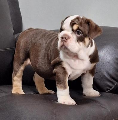  English Bulldog Puppies    - Kuwait Region Dogs, Puppies