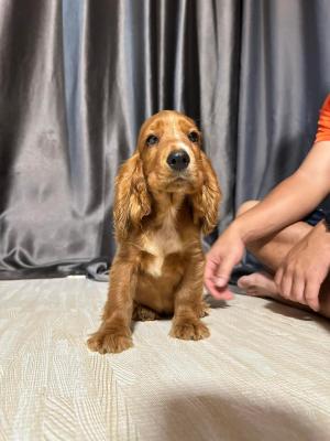   Cocker Spaniel Puppies  - Kuwait Region Dogs, Puppies
