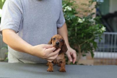   Mini dachshund puppies  - Kuwait Region Dogs, Puppies