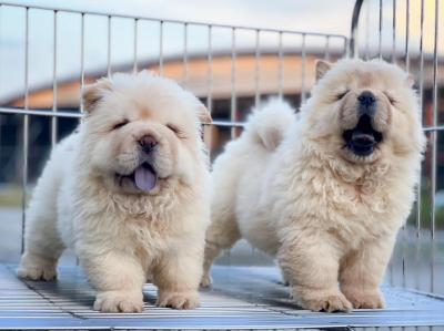   chow chow puppies  - Kuwait Region Dogs, Puppies