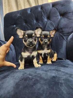   Chihuahua puppies 