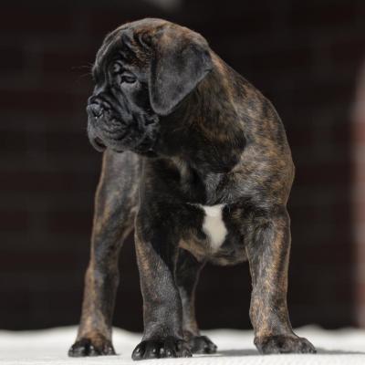   BullMastiff Puppies  - Kuwait Region Dogs, Puppies