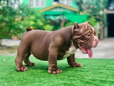  American Bully puppies  - Kuwait Region Dogs, Puppies