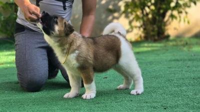  Akita Puppies Available Now 