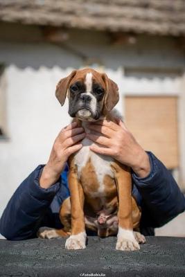 German Boxer - Vienna Dogs, Puppies