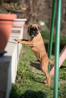 German Boxer - Vienna Dogs, Puppies