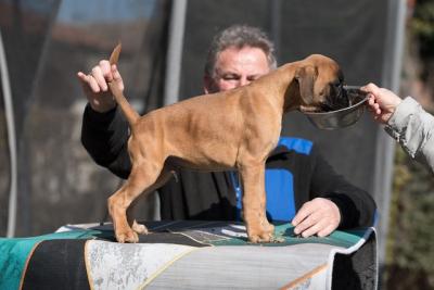 German Boxer - Vienna Dogs, Puppies