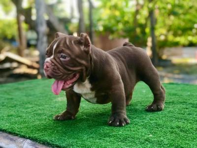   American Bully puppies  - Johor Baharu Dogs, Puppies