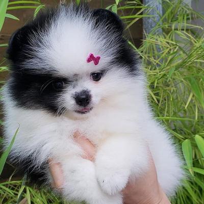  Pomeranian puppies available    - Johor Baharu Dogs, Puppies
