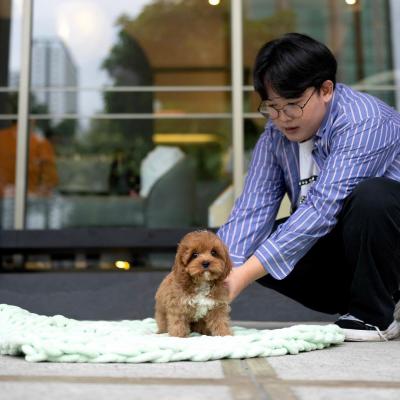   Poodle puppies  - Johor Baharu Dogs, Puppies