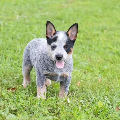  Australian Cattle Dog Puppies (Blue Heeler Puppies) Available now
