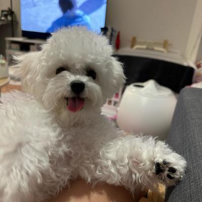 Bichon Frise Puppies 