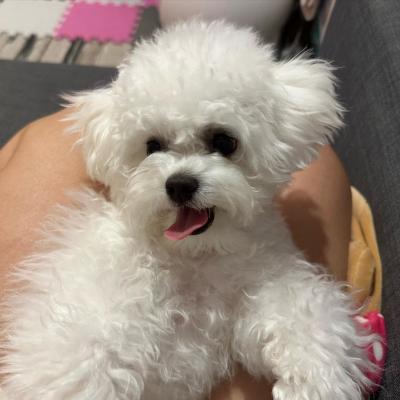 Bichon Frise Puppies  - Salzburg Dogs, Puppies