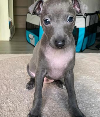  Italian Greyhound puppies