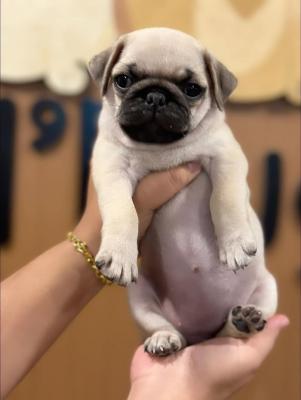   Pug Puppies    - Salzburg Dogs, Puppies