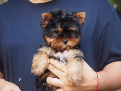  Yorkie Puppies 