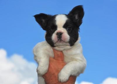 French bulldog fluffy - Vienna Dogs, Puppies