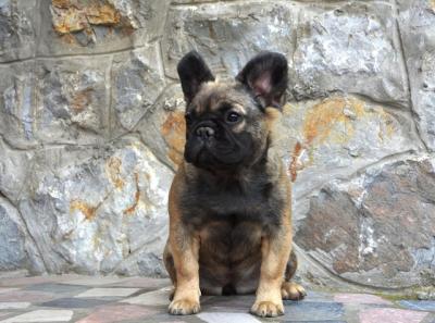 French bulldog fluffy - Vienna Dogs, Puppies