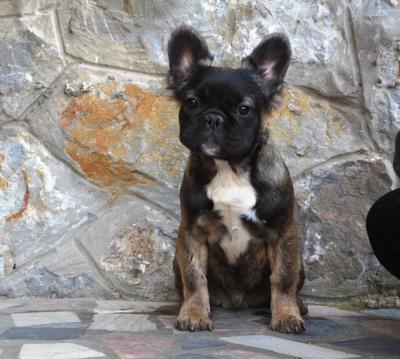 French bulldog fluffy - Vienna Dogs, Puppies