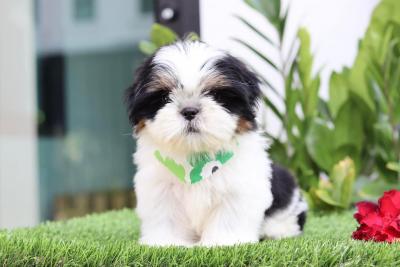 Shih Tzu Puppies 