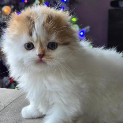    Scottish Fold Kittens    - Salzburg Cats, Kittens